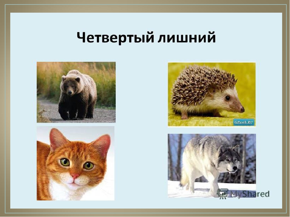 Викторина для детей старшего дошкольного возраста "ЭРУДИТ"