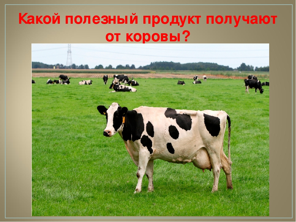 Викторина для детей старшего дошкольного возраста "ЭРУДИТ"