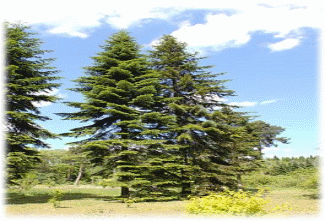 265px-Abies_sibirica_HDR.jpg