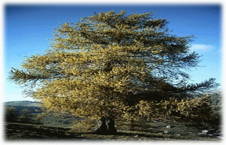 265px-Larix_decidua_autumn.JPG