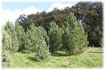 265px-Pinus_sibirica_PAN.JPG