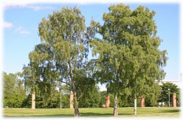 265px-Betula_Pendula_at_Stockholm_University_2005-07-01.jpg