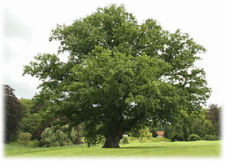 265px-Quercus_robur_JPG_(d1).jpg