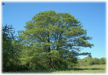 265px-Alnus_glutinosa_011.jpg