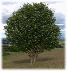 265px-Rowan_tree.jpg