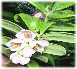 275px-vaccinium_vitis-idaea_flowers.jpg