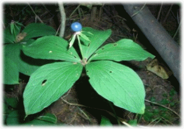 p9_31.jpg