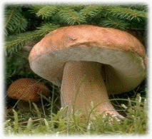 p9_00074-steinpilz.jpg