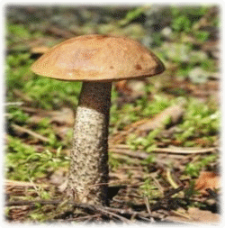 p9_8.jpg