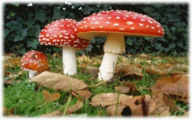 p9_10071.jpg