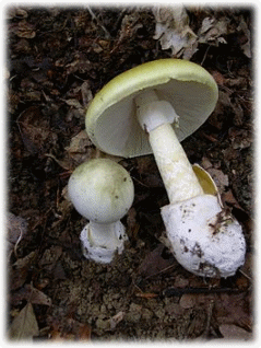 Amanita_phalloides_1.JPG