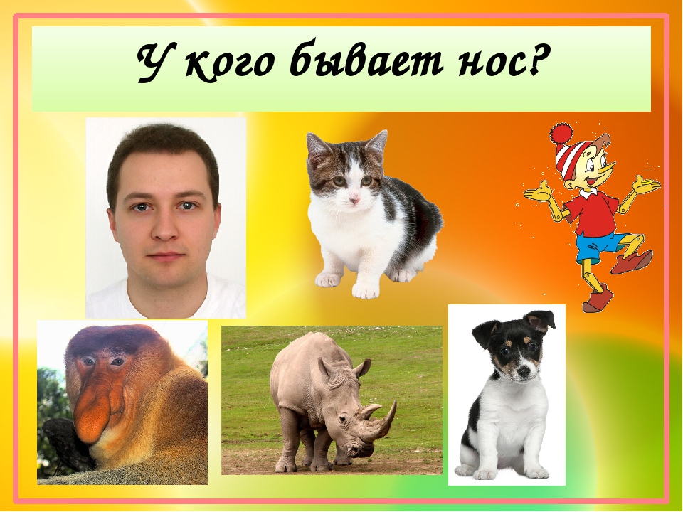 Электронно-дидактическое пособие "Для чего человеку нужен нос?"