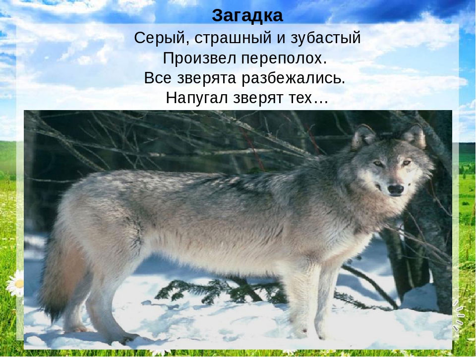 Презентация "Путешествие в лес"