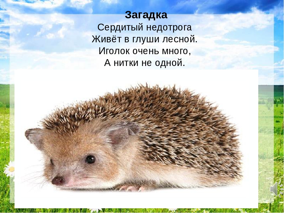 Презентация "Путешествие в лес"
