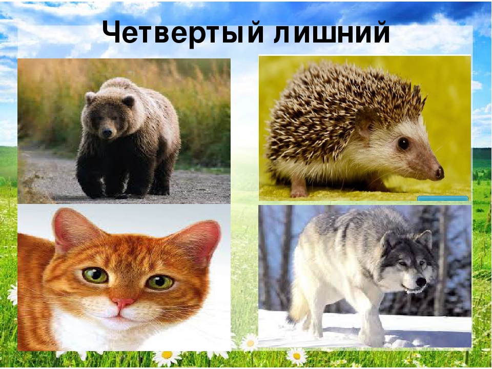 Презентация "Путешествие в лес"