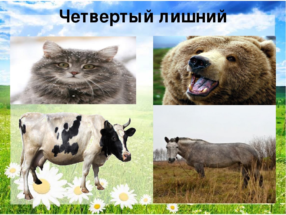 Презентация "Путешествие в лес"