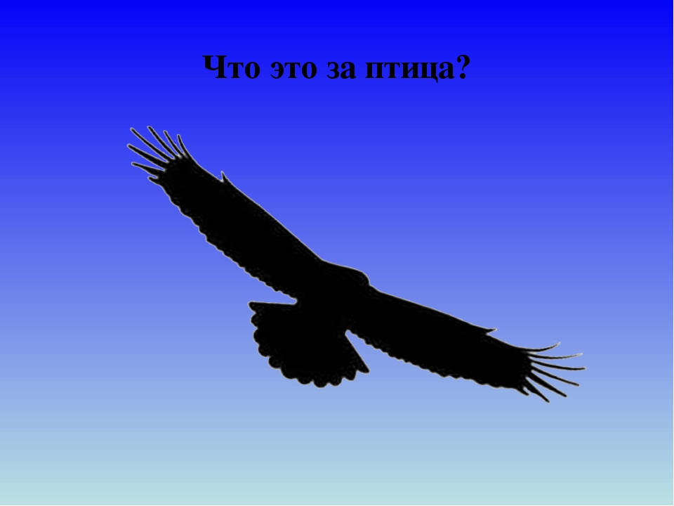 Презентация для дошкольников "Отгадай птицу"