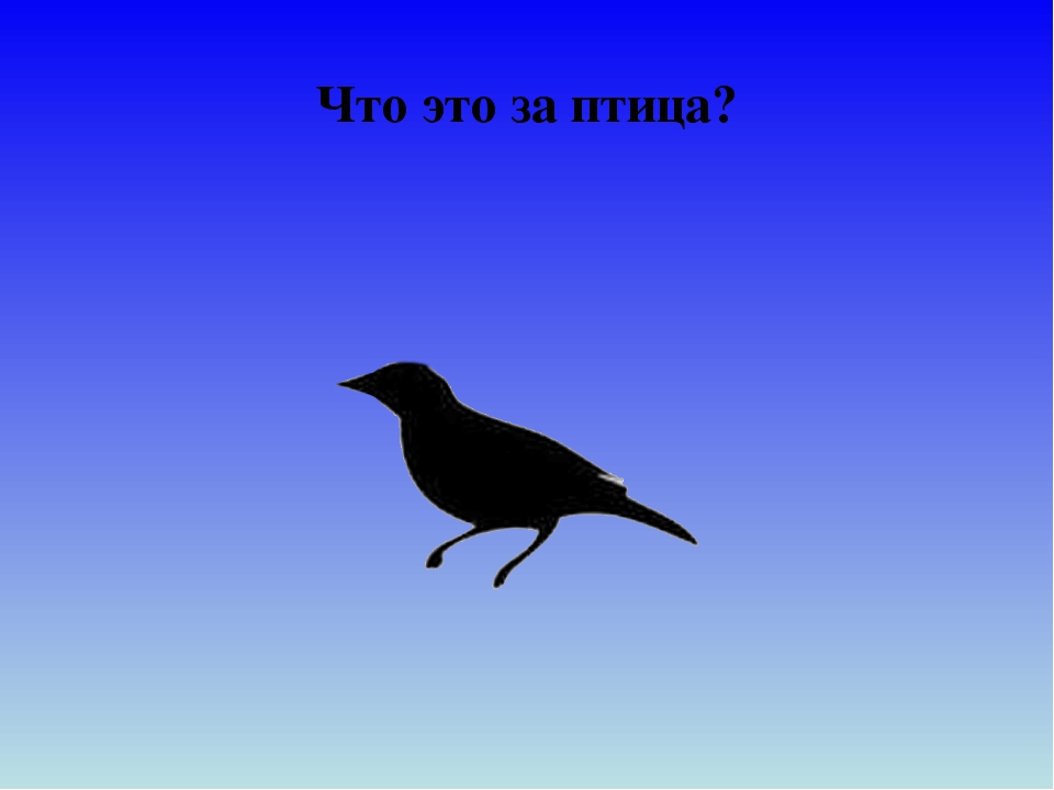 Презентация для дошкольников "Отгадай птицу"