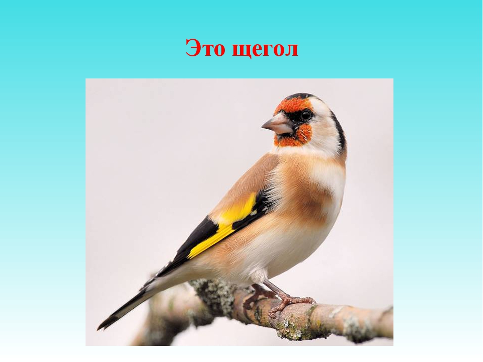 Презентация для дошкольников "Отгадай птицу"