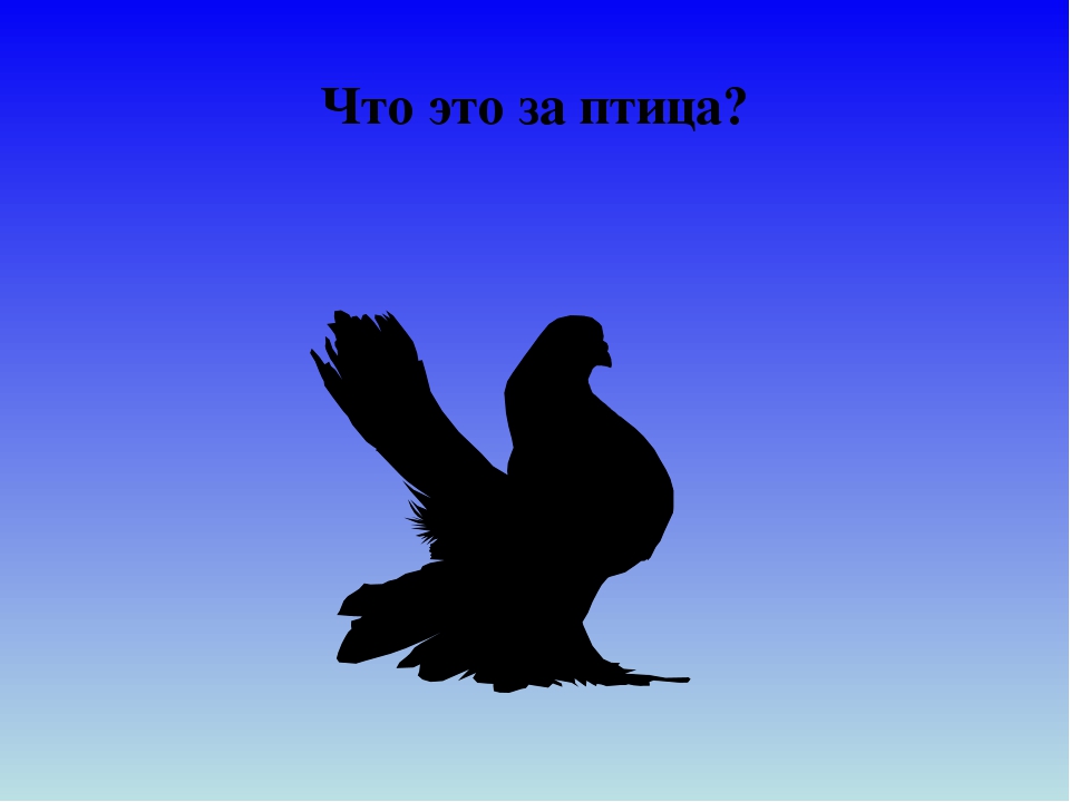 Презентация для дошкольников "Отгадай птицу"