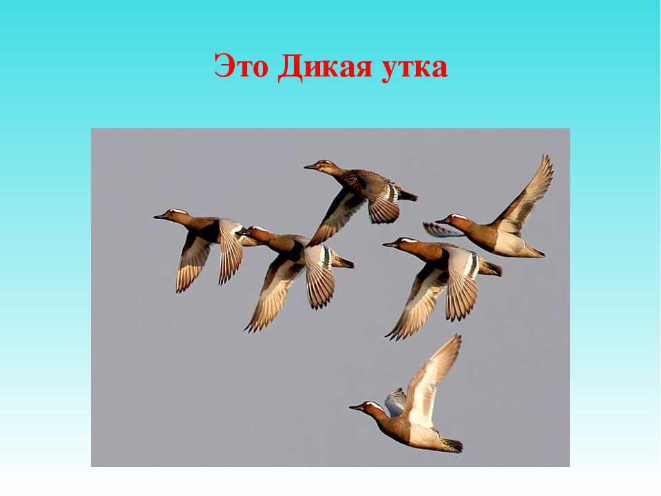 Презентация для дошкольников "Отгадай птицу"