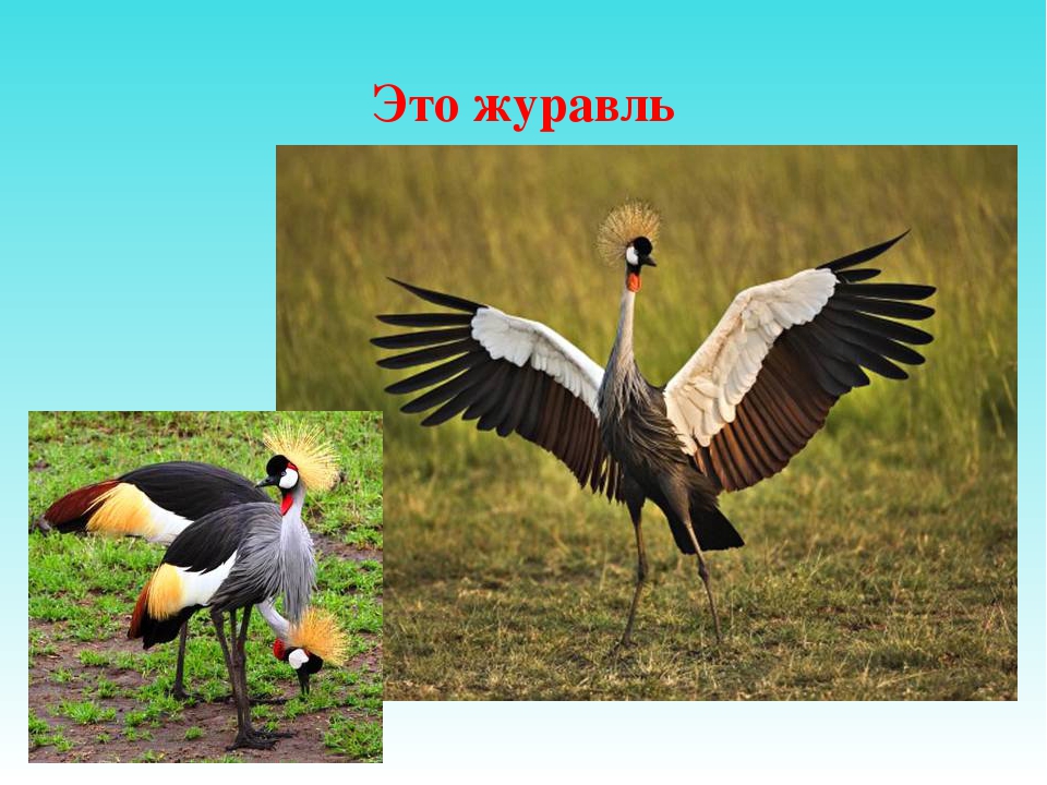 Презентация для дошкольников "Отгадай птицу"