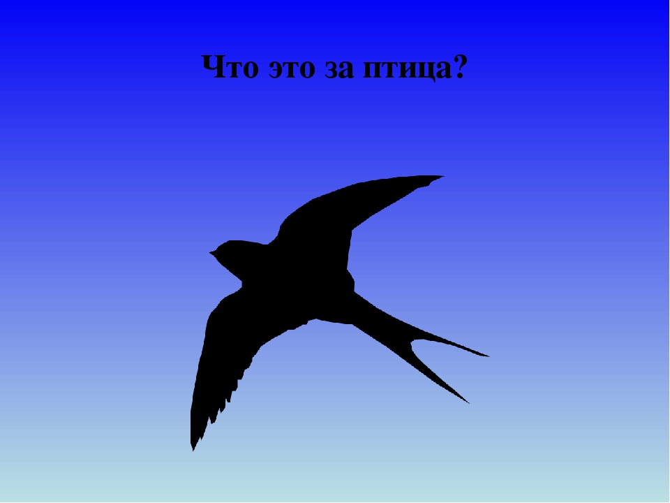 Презентация для дошкольников "Отгадай птицу"