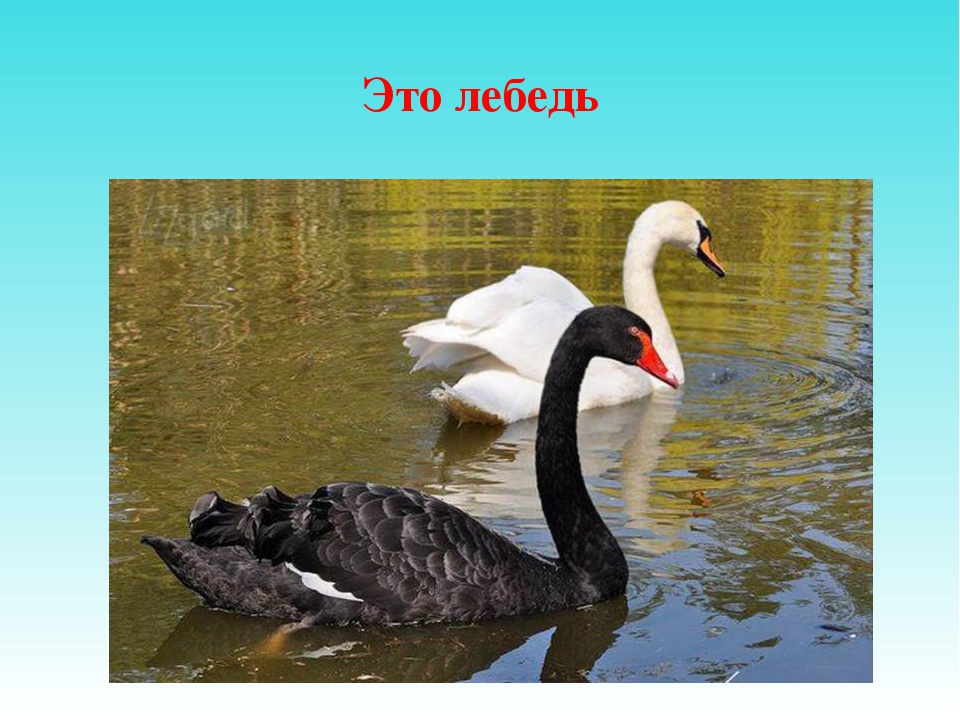 Презентация для дошкольников "Отгадай птицу"