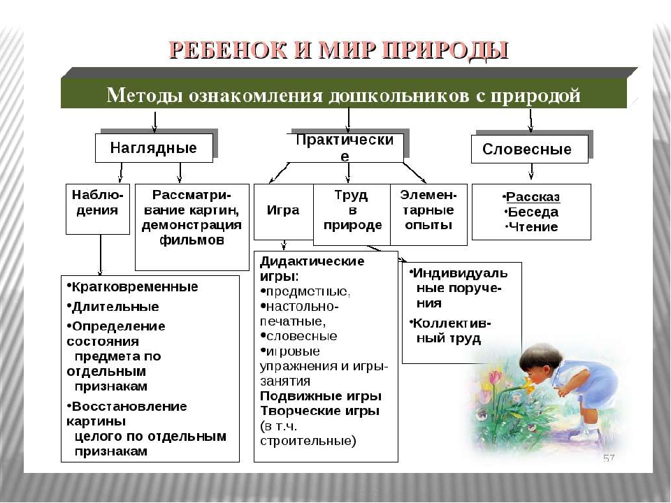 Презентация проекта В подготовительной группе ДОУ "Комнатные растения"