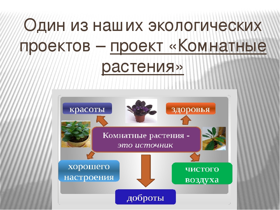 Проект комнатные растения в подготовительной группе