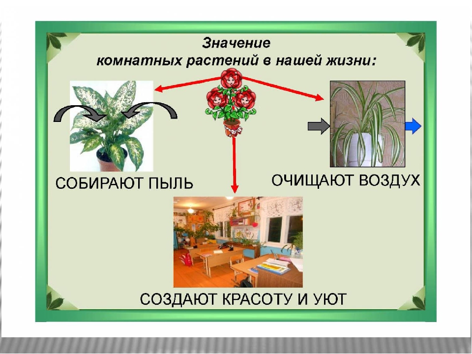 Презентация проекта В подготовительной группе ДОУ "Комнатные растения"