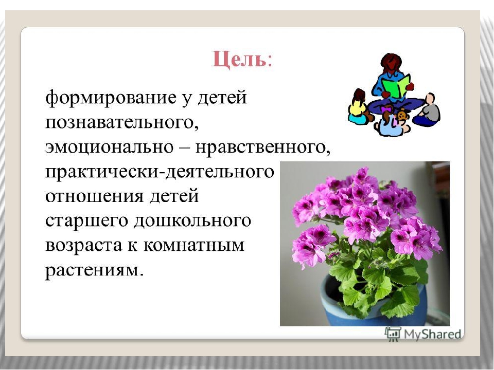 Презентация проекта В подготовительной группе ДОУ "Комнатные растения"