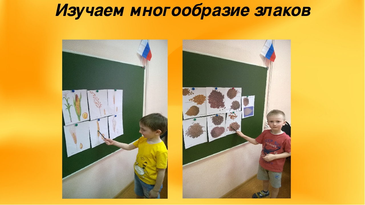 Презентация проекта "Из чего сделан хлеб?"
