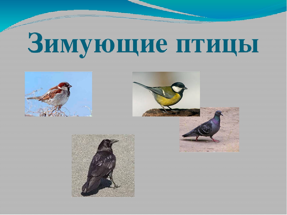 Птицы курганской области фото с названиями и описанием