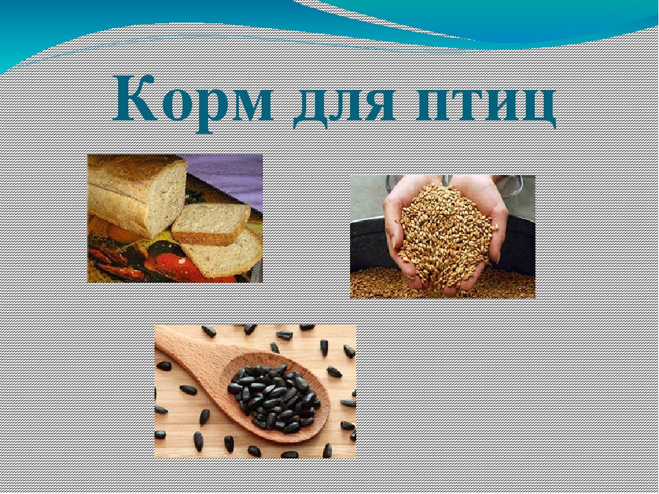 Презентация по ФЦКМ в младшей группе "Покормим птиц зимой".