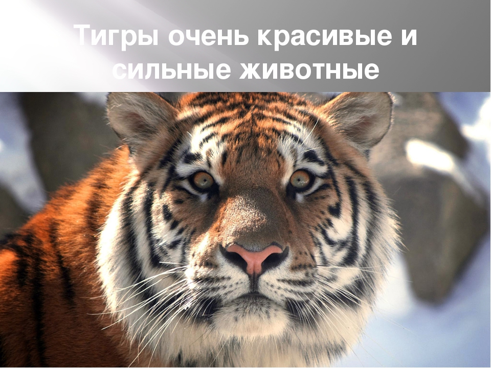 Презентация по художественной деятельности "Тигры"