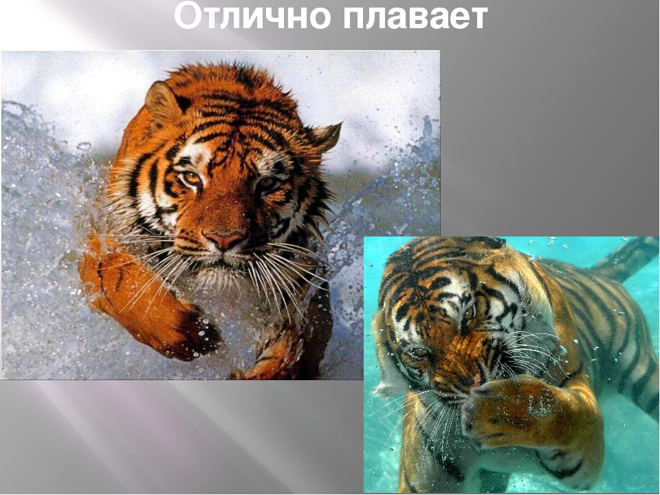 Презентация по художественной деятельности "Тигры"