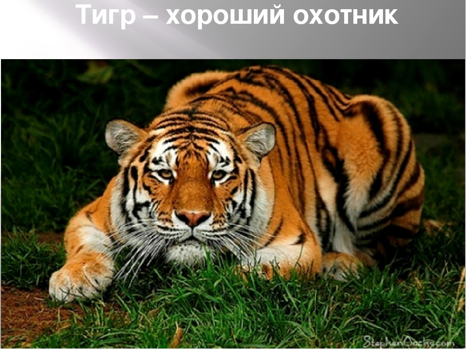 Презентация по художественной деятельности "Тигры"