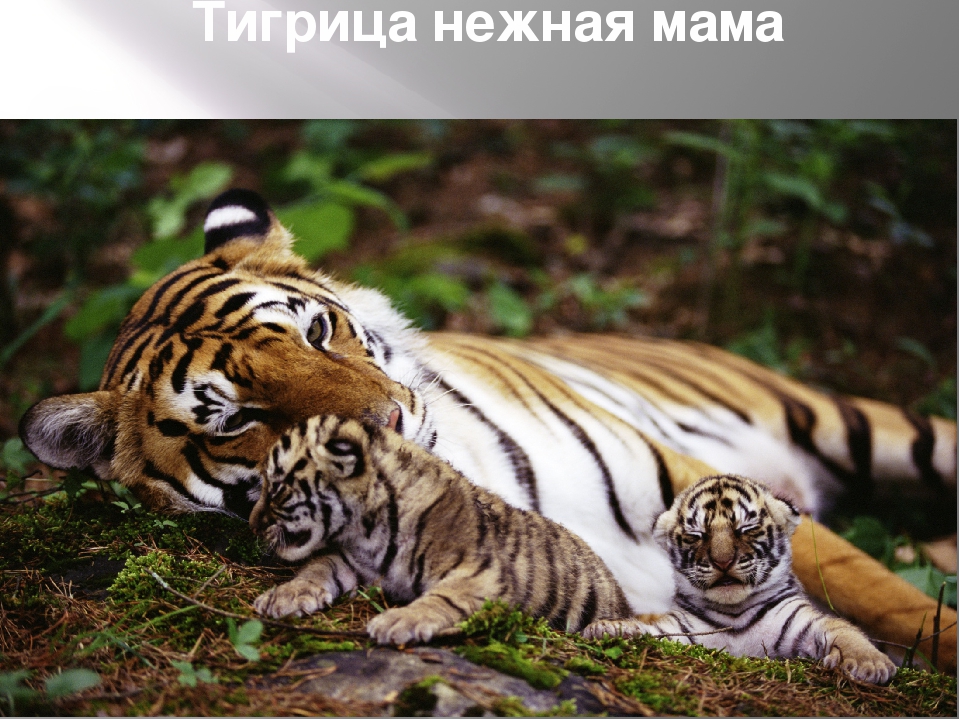 Презентация по художественной деятельности "Тигры"