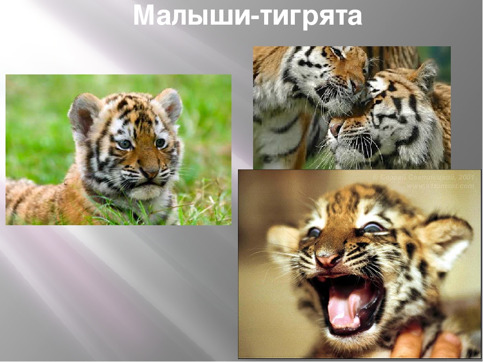 Презентация по художественной деятельности "Тигры"