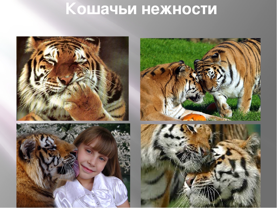 Презентация по художественной деятельности "Тигры"