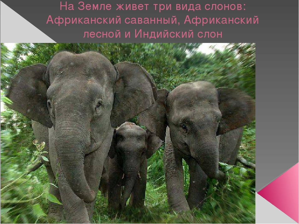 Презентация по художественной деятельности "Слоны"