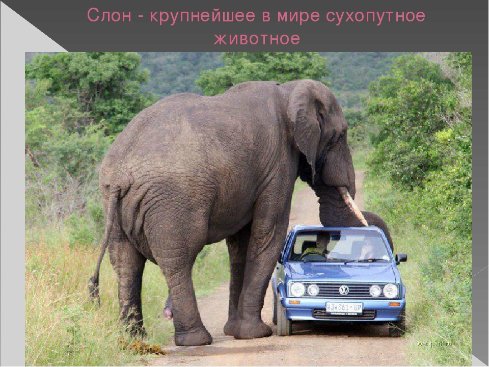 Презентация по художественной деятельности "Слоны"