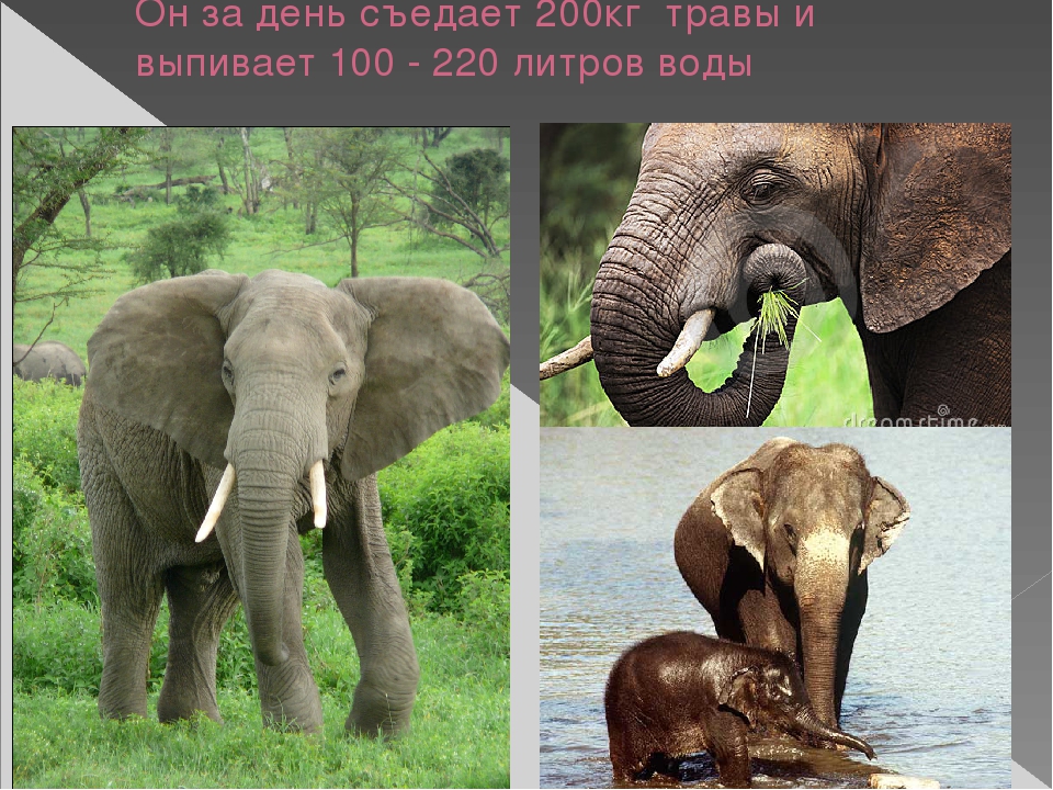 Презентация по художественной деятельности "Слоны"