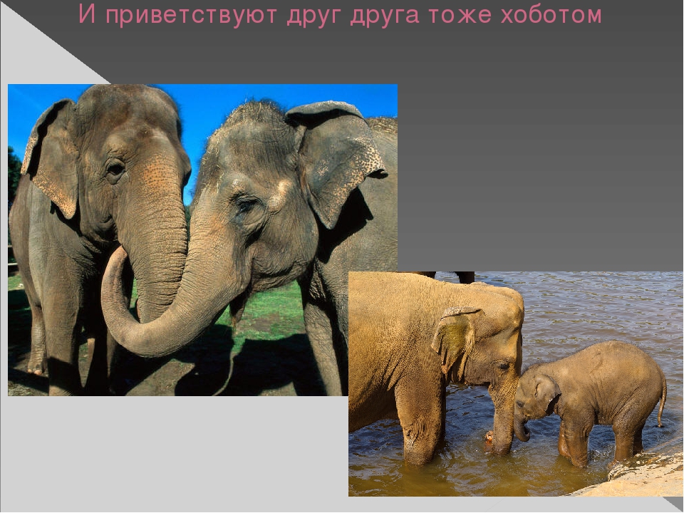 Презентация по художественной деятельности "Слоны"