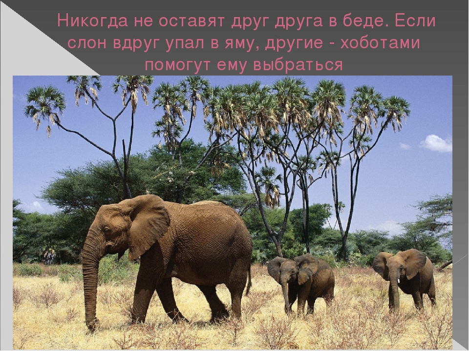 Презентация по художественной деятельности "Слоны"