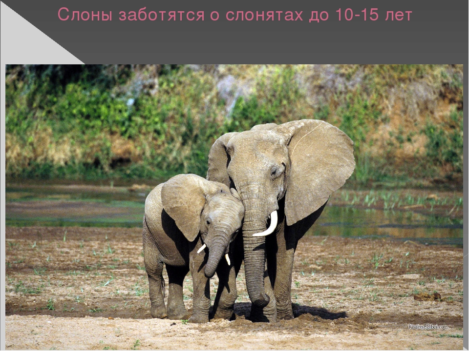 Презентация по художественной деятельности "Слоны"