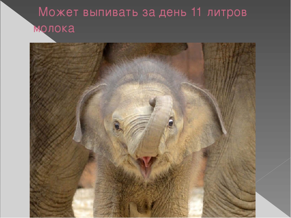 Презентация по художественной деятельности "Слоны"