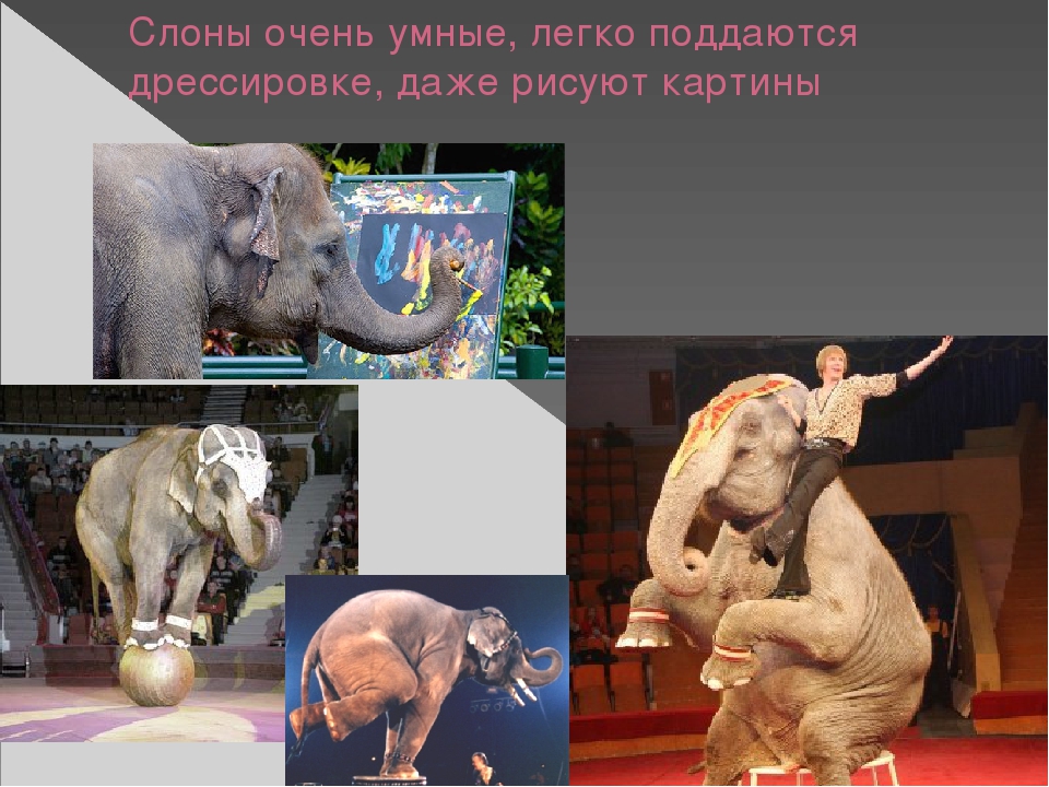 Презентация по художественной деятельности "Слоны"