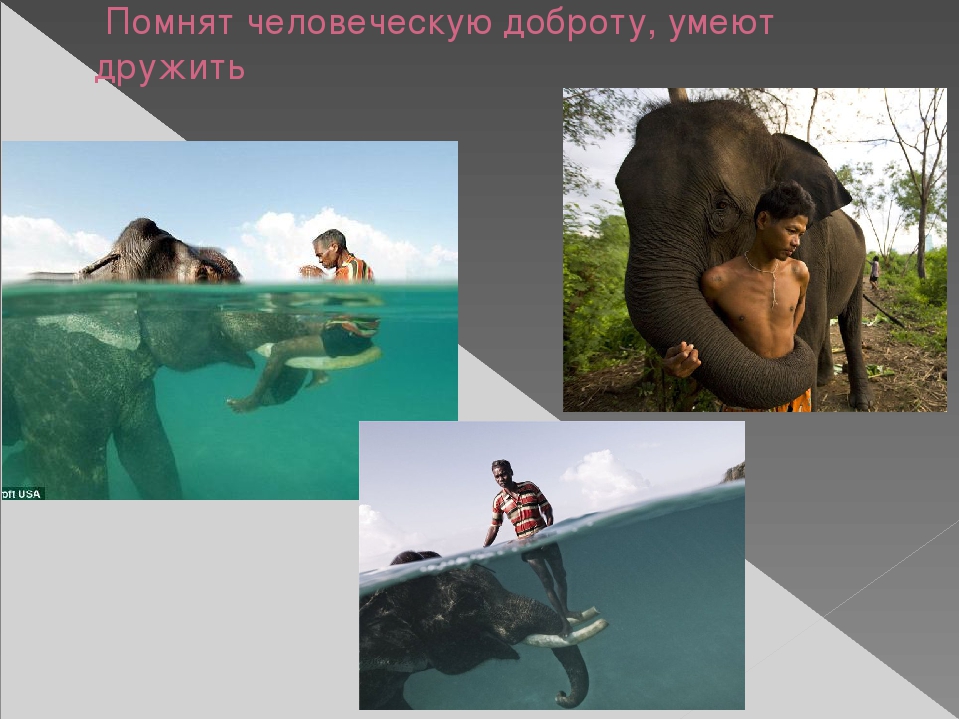 Презентация по художественной деятельности "Слоны"